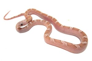 Pantherophis guttatus, sunkissed ghost bloodred